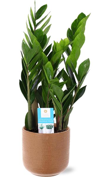 Zamioculcas Zamiifolia – Ø17cm – ↕60cm + Aresso Pot D18x16,5cm – Braun