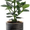 Clusia Rosea Princess – Ø12cm – ↕15cm + Beau Pot D14x13cm – Schwarz