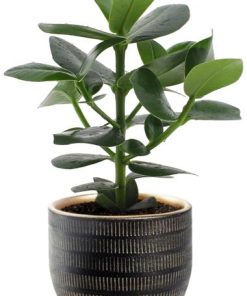 Clusia Rosea Princess – Ø12cm – ↕15cm + Beau Pot D14x13cm – Schwarz