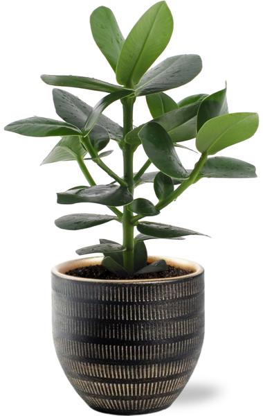 Clusia Rosea Princess – Ø12cm – ↕15cm + Beau Pot D14x13cm – Schwarz