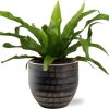 Asplenium Antiquum – Ø12cm – ↕25cm + Beau Pot D14x13cm – Schwarz