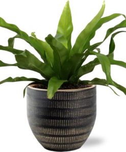 Asplenium Antiquum – Ø12cm – ↕25cm + Beau Pot D14x13cm – Schwarz