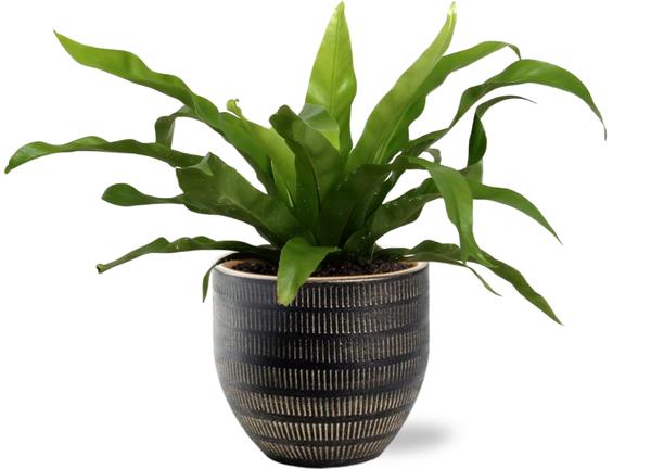 Asplenium Antiquum – Ø12cm – ↕25cm + Beau Pot D14x13cm – Schwarz