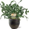 Phlebodium Blue Star – Ø12cm – ↕35cm + Beau Pot D14x13cm – Schwarz