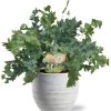 Phlebodium Davana – Ø12cm – ↕35cm + Beau Pot D14x13cm – Weiß