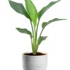 Strelitzia Reginea – Ø12cm – ↕40cm + Beau Pot D14x13cm – Weiß