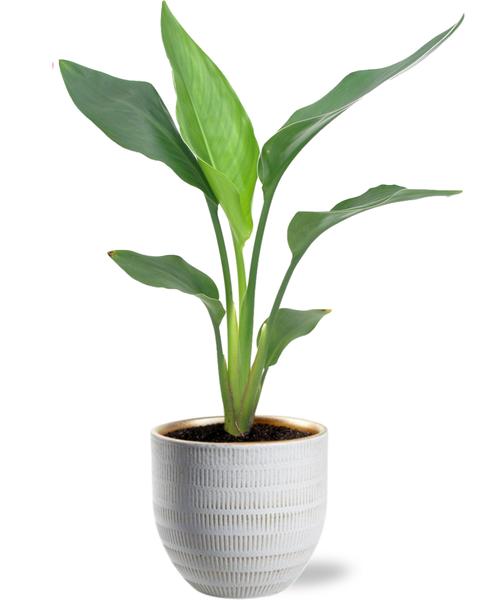 Strelitzia Reginea – Ø12cm – ↕40cm + Beau Pot D14x13cm – Weiß