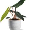 Philodendron Billietiae – Ø12cm – ↕25cm + Beau Pot D14x13cm – Weiß
