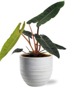 Philodendron Billietiae – Ø12cm – ↕25cm + Beau Pot D14x13cm – Weiß