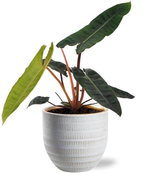 Philodendron Billietiae – Ø12cm – ↕25cm + Beau Pot D14x13cm – Weiß