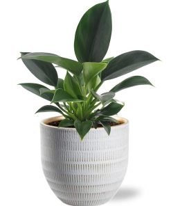 Philodendron Green Princess – Ø12cm – ↕25cm + Beau Pot D14x13cm – Weiß