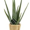 Aloe Vera – Ø14cm – ↕45cm + Bibek Pot D15x15cm – Natürlich