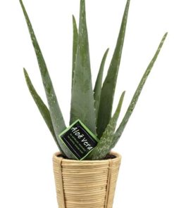 Aloe Vera – Ø14cm – ↕45cm + Bibek Pot D15x15cm – Natürlich