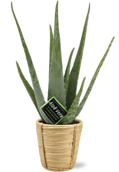 Aloe Vera – Ø14cm – ↕45cm + Bibek Pot D15x15cm – Natürlich