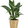 Diamond Variegata – Ø14cm – ↕55cm + Bibek Pot D15x15cm – Natürlich