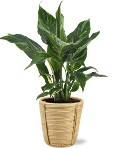 Diamond Variegata – Ø14cm – ↕55cm + Bibek Pot D15x15cm – Natürlich