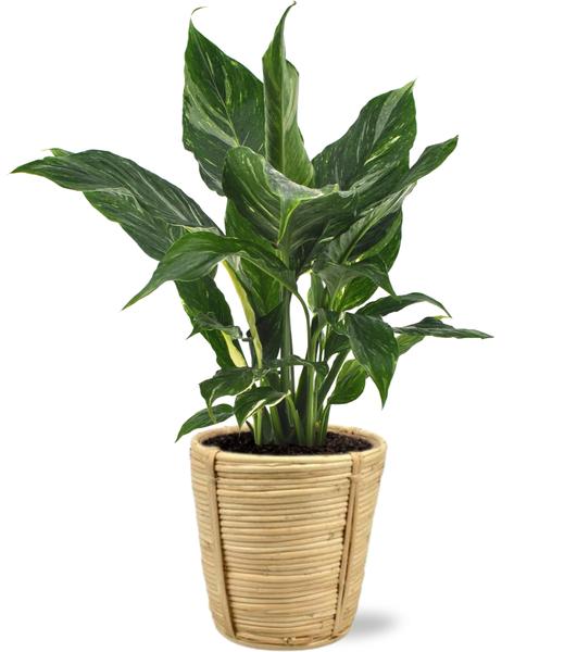 Diamond Variegata – Ø14cm – ↕55cm + Bibek Pot D15x15cm – Natürlich