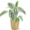 Schismatoglottus Mottleyana – Ø14cm – ↕45cm + Bibek Pot D15x15cm – Natürlich
