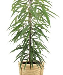 Ficus Binnendijkii Alii – Ø21cm – ↕80cm + Bibek Pot D22x22cm – Natürlich