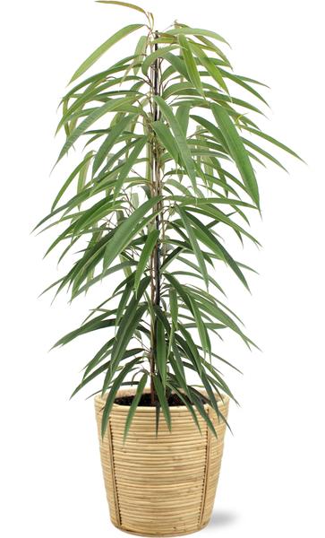 Ficus Binnendijkii Alii – Ø21cm – ↕80cm + Bibek Pot D22x22cm – Natürlich