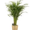 Dypsis Lutescens – Ø21cm – ↕110cm + Bibek Pot D22x22cm – Natürlich