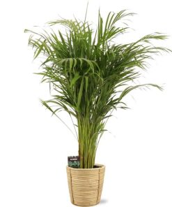 Dypsis Lutescens – Ø21cm – ↕110cm + Bibek Pot D22x22cm – Natürlich