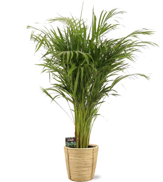 Dypsis Lutescens – Ø21cm – ↕110cm + Bibek Pot D22x22cm – Natürlich