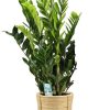 Zamioculcas Zamiifolia – Ø21cm – ↕95cm + Bibek Pot D22x22cm – Natürlich