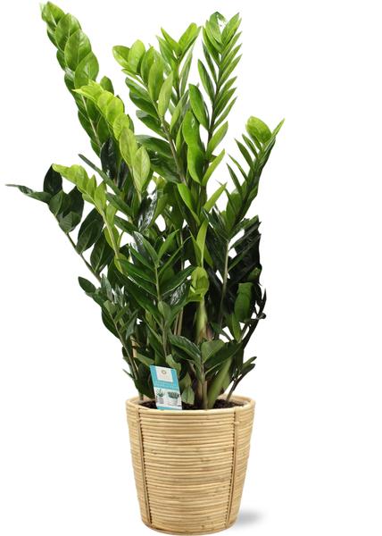 Zamioculcas Zamiifolia – Ø21cm – ↕95cm + Bibek Pot D22x22cm – Natürlich