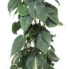 Philodendron Scandens Brasil – Ø24cm – ↕120cm + Bibek Pot D26x26cm – Natürlich