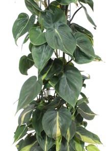 Philodendron Scandens Brasil – Ø24cm – ↕120cm + Bibek Pot D26x26cm – Natürlich