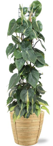 Philodendron Scandens Brasil – Ø24cm – ↕120cm + Bibek Pot D26x26cm – Natürlich