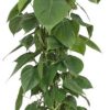 Philodendron Scandens – Ø24cm – ↕120cm + Bibek Pot D26x26cm – Natürlich