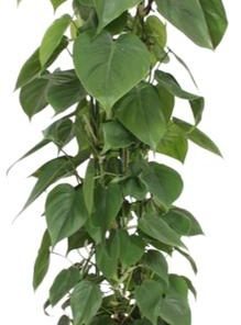 Philodendron Scandens – Ø24cm – ↕120cm + Bibek Pot D26x26cm – Natürlich