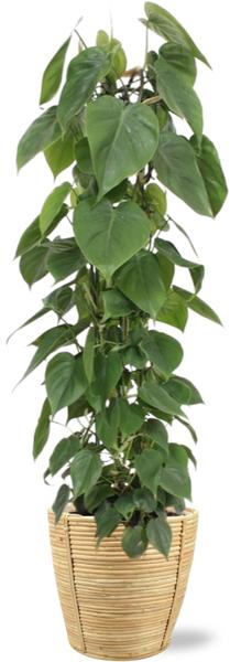 Philodendron Scandens – Ø24cm – ↕120cm + Bibek Pot D26x26cm – Natürlich