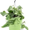 Scindapsus Pictus Trebie – Ø15cm – ↕25cm + Bodhi Pot D16x15cm – Grün