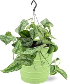 Scindapsus Pictus Trebie – Ø15cm – ↕25cm + Bodhi Pot D16x15cm – Grün