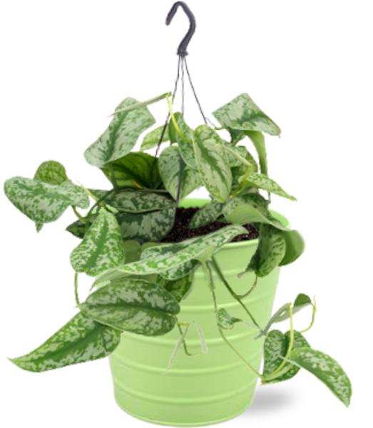 Scindapsus Pictus Trebie – Ø15cm – ↕25cm + Bodhi Pot D16x15cm – Grün