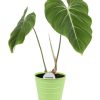 Philodendron Gloriosum – Ø15cm – ↕45cm + Bodhi Pot D16x15cm – Grün