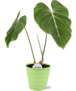 Philodendron Gloriosum – Ø15cm – ↕45cm + Bodhi Pot D16x15cm – Grün