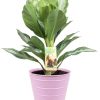 Aglaonema Silver Bay – Ø17cm – ↕55cm + Bodhi Pot D18x17cm – Rosa