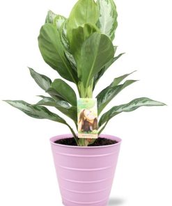 Aglaonema Silver Bay – Ø17cm – ↕55cm + Bodhi Pot D18x17cm – Rosa