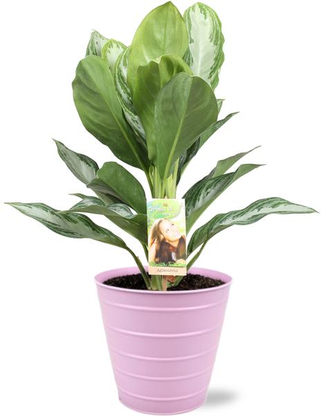 Aglaonema Silver Bay – Ø17cm – ↕55cm + Bodhi Pot D18x17cm – Rosa