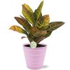 Codiaeum Petra – Ø17cm – ↕45cm + Bodhi Pot D18x17cm – Rosa