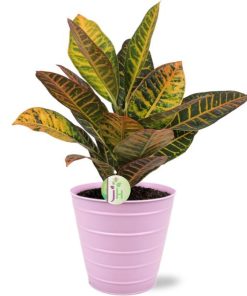 Codiaeum Petra – Ø17cm – ↕45cm + Bodhi Pot D18x17cm – Rosa