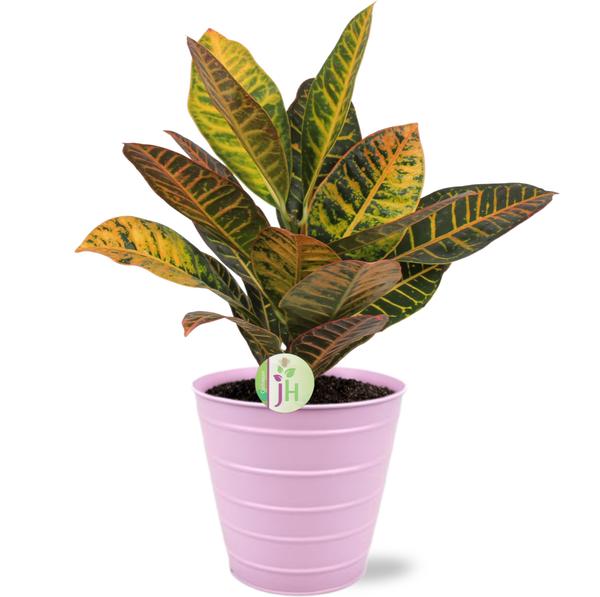 Codiaeum Petra – Ø17cm – ↕45cm + Bodhi Pot D18x17cm – Rosa