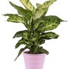 Dieffenbachia Mars – Ø17cm – ↕50cm + Bodhi Pot D18x17cm – Rosa