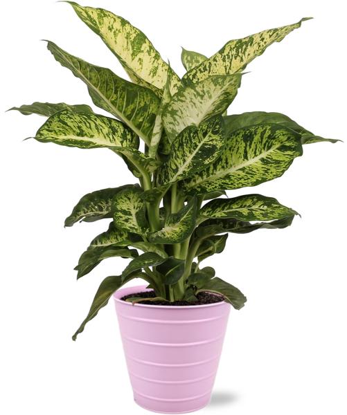 Dieffenbachia Mars – Ø17cm – ↕50cm + Bodhi Pot D18x17cm – Rosa