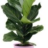 Ficus Lyrata – Ø17cm – ↕75cm + Bodhi Pot D18x17cm – Rosa