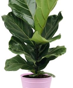 Ficus Lyrata – Ø17cm – ↕75cm + Bodhi Pot D18x17cm – Rosa